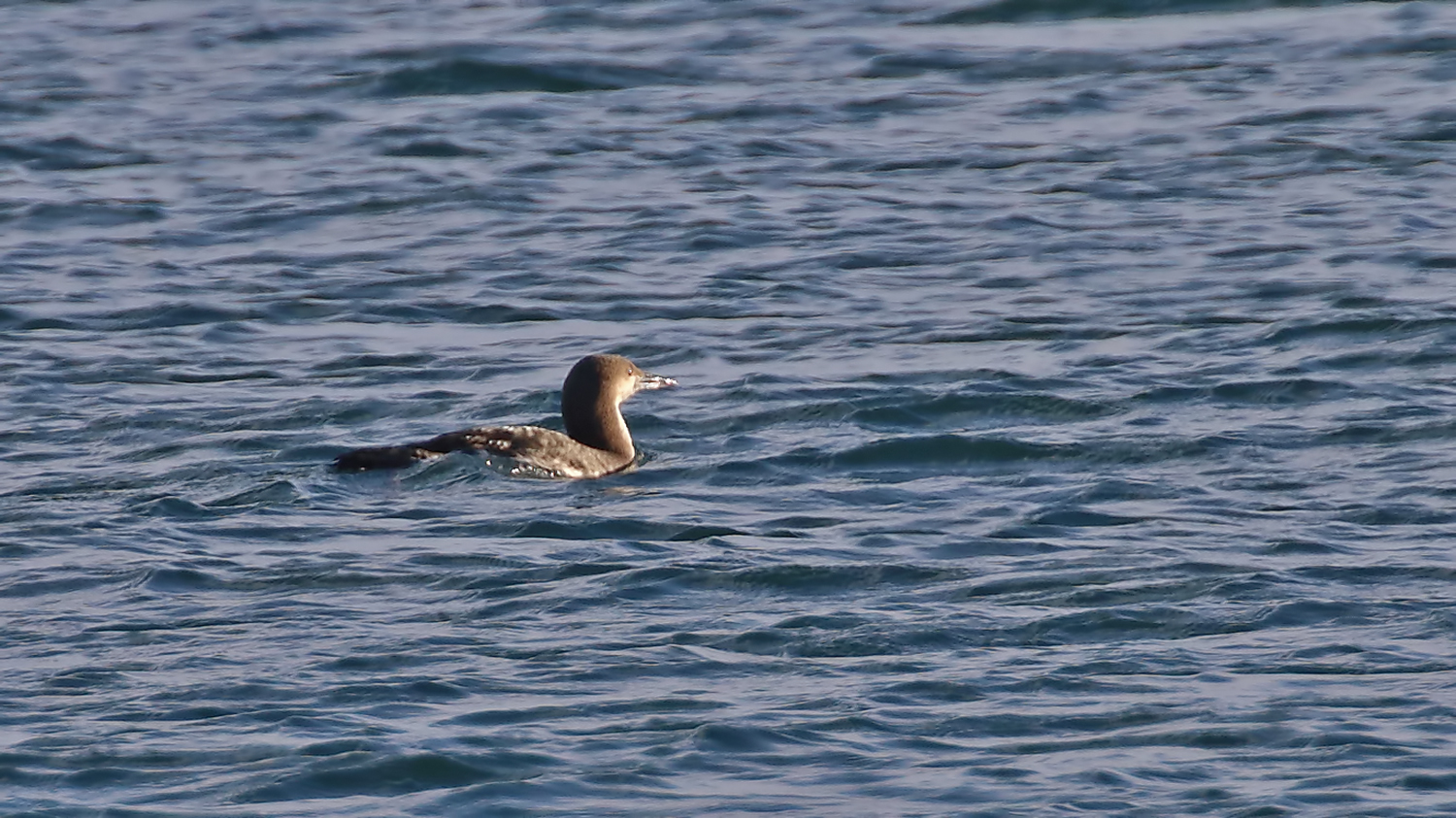 Arctic Loon